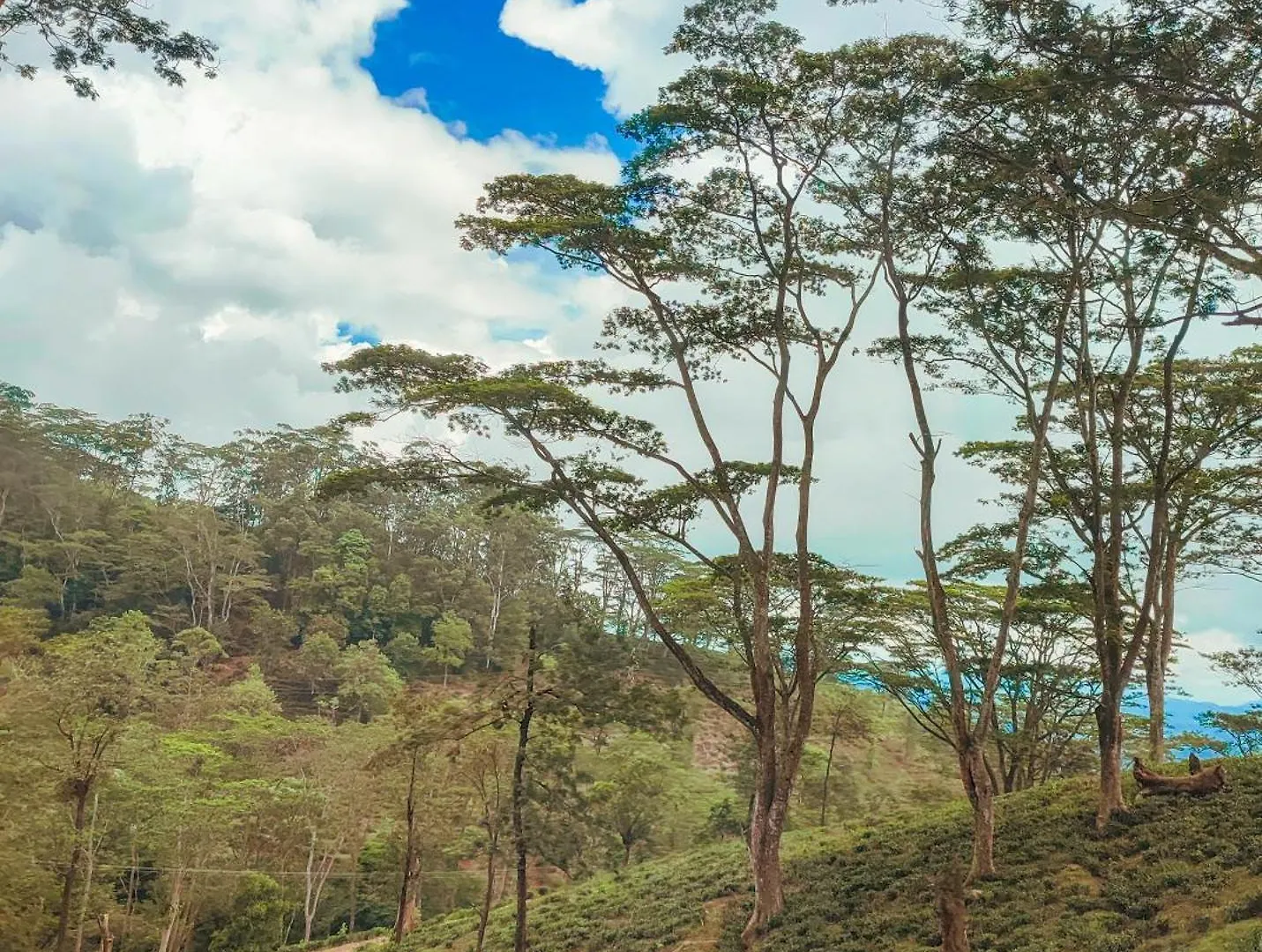 Kandyan View Holiday Bungalow Free Pickup From Kandy Bed & Breakfast